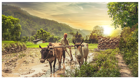 IMPORTANCE OF FARMERS IN OUR SOCIETY AND HOW THEY ARE SHAPING OUR WORLD